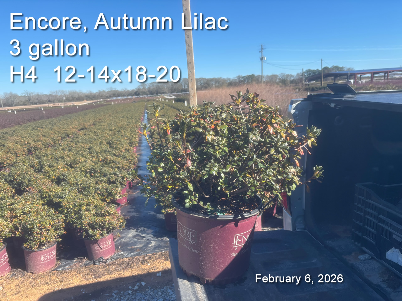 gallery/elil3 h4 feb6.jpg